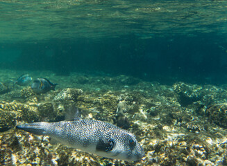 Photo of white spotted puffer fish