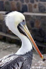 A photo of Peruvian pelican