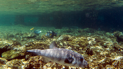 Photo of white spotted puffer fish