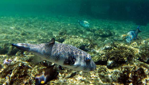 Photo of white spotted puffer fish