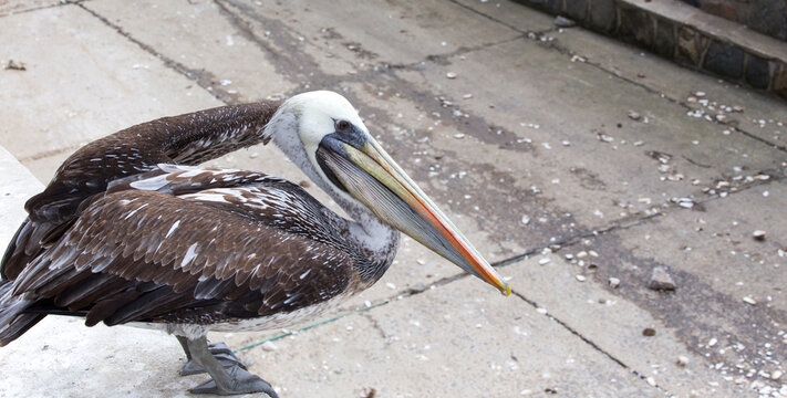 A photo of Peruvian pelican