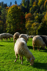 Traditional sheep pasture in Pieniny mountains in Poland. Last days of sheep grazing in autumn