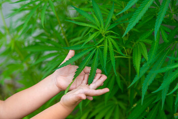 A child holds a cannabis leaf in his hands. Selective focus.