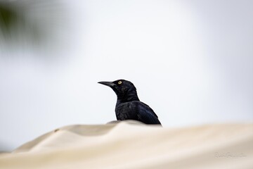 Block crow in Puerto Rico