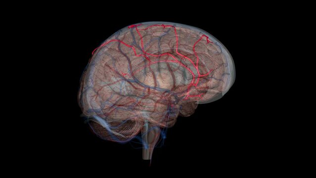 The anterior cerebral artery is the terminal branch of the communicating segment (C7) of the internal carotid artery .