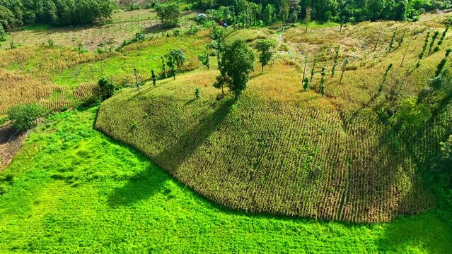 Drones provide invaluable insights into hill and plateau agriculture, showcasing terraced fields, precision farming, and the challenges posed by steep terrain for farmers. Agriculture concept. 4K HDR.