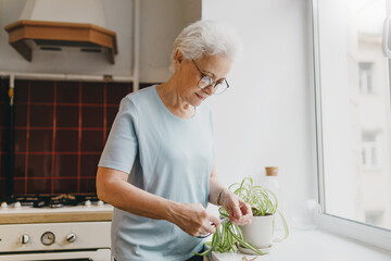 Side view indoor portrait of elderly gray-hared woman taking care pf plants, cutting sick leaves,...