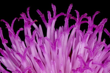 Saw-Wort (Serratula tinctoria). Disc Florets Closeup