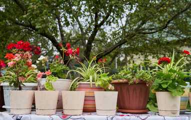 Garden decorated by colorful potted plants.