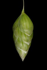Naklejka premium Greater Quaking Grass (Briza maxima). Immature Spikelet Closeup