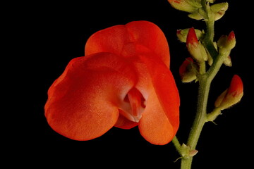 Runner Bean (Phaseolus coccineus). Flower Closeup