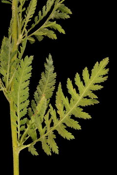 Fern-Leaf Yarrow (Achillea filipendulina). Stem Detail Closeup