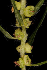 Summer Cypress (Bassia scoparia). Fruiting Perianths Closeup