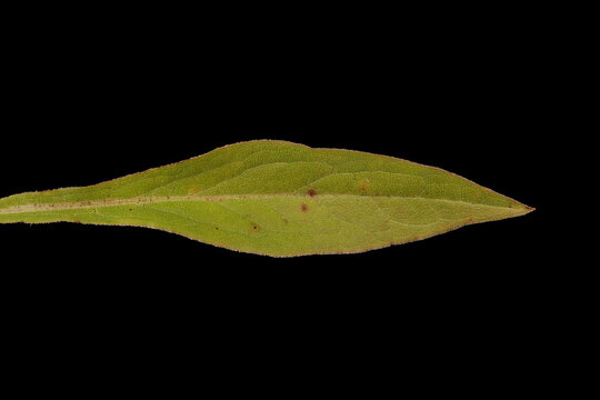 European Goldenrod (Solidago virgaurea). Leaf Closeup