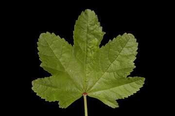 Common Mallow (Malva sylvestris). Leaf Closeup