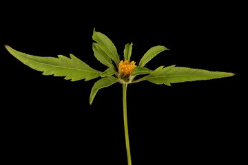 Common Beggarticks (Bidens frondosa). Flowering Capitulum Closeup