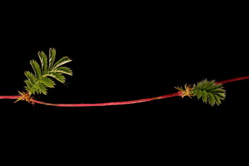 Silverweed (Argentina anserina). Leafy Stolon Closeup