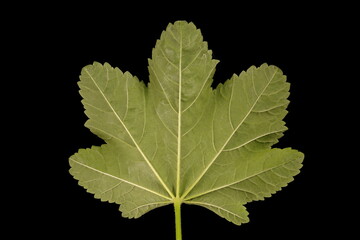 Common Mallow (Malva sylvestris). Leaf Closeup