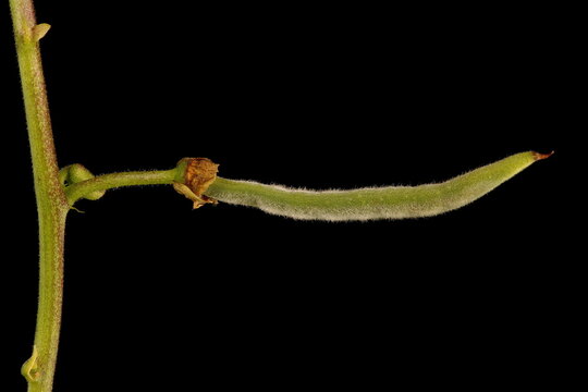 Runner Bean (Phaseolus coccineus). Immature Fruit Closeup