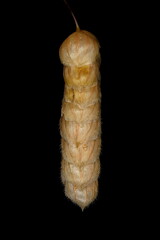 Greater Quaking Grass (Briza maxima). Mature Spikelet Closeup