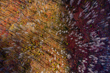 Forest fire burn areas ridge with trees still standing