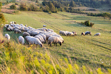 sheep grazing in beautiful meadow
