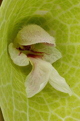 Bells of Ireland (Moluccella laevis). Flower Closeup