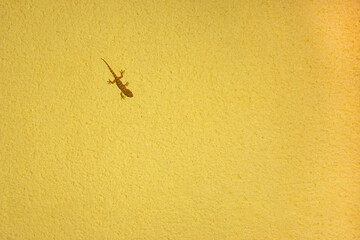 small lizard on a yellow background with a place for an inscription
