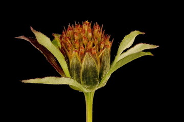 Common Beggarticks (Bidens frondosa). Fruiting Capitulum Closeup