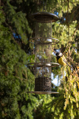 Obraz premium titmouse feed