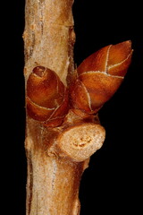 Magnolia Vine (Schisandra chinensis). Lateral and Accessory Buids Closeup