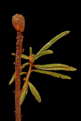 Marsh Labrador Tea (Rhododendron tomentosum). Shoot and Terminal Floral Bud Closeup