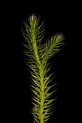 Stag's-Horn Clubmoss (Lycopodium clavatum). Upright Branch Closeup