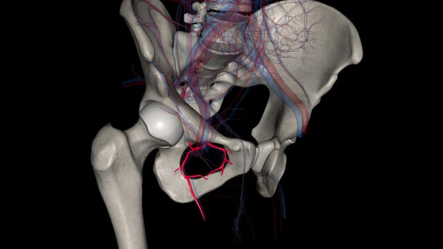 The obturator artery is a branch of the anterior division of the internal iliac artery .