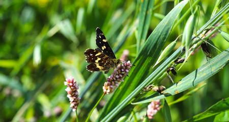 A small black and yellow butterfly drinks nectar and pollinates pink flowers. Natural close-up image of an insect. Selective focus, blurred background.