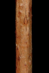 Red-Berried Elder (Sambucus racemosa). racemosa). Wintering Twig Detail Closeup