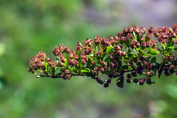 Faded flowers of Pyracantha coccinea in the garden.