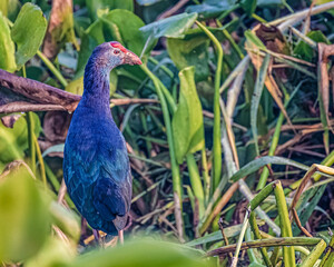 A Purple Swamphen