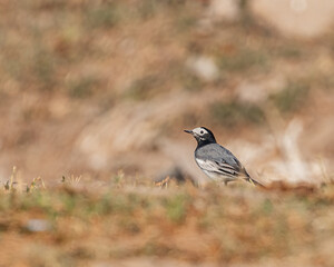 A White Wagtail