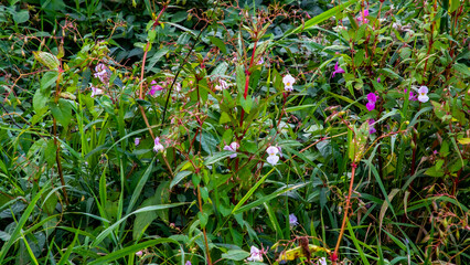 Bright and colourful flowers and greenery