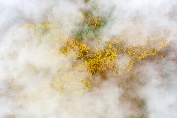 Aerial view through clouds of an Autumn Aspen forest
