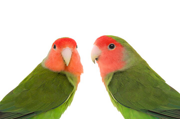 lovebirds isolated on white background