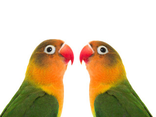Fischer parrot lovebirds isolated on white background