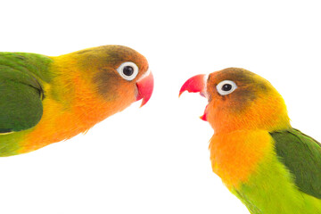 calm and anger concept shot of Fisher parrots isolated on white background