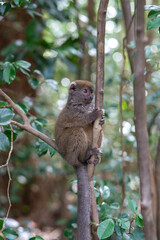 Naklejka na ściany i meble Cute bamboo lemur. Endangered endemic animal in natural forest habitat, Madagascar