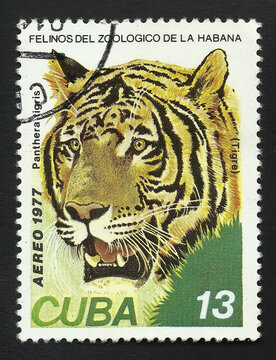 Cuban postage stamp of 1977: Tiger Panthera tigris. Text in Spanish "Post. Cuba. 1977. Cats of the Havana Zoo."