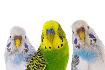 Australian budgerigar isolated on a white background