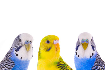 Australian budgerigar isolated on a white background