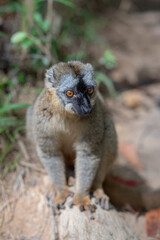 Cute Common brown lemur with orange eyes. Endangered endemic animal in natural forest habitat, Madagascar