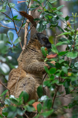 Cute Common brown lemur with orange eyes. Endangered endemic animal in natural forest habitat, Madagascar